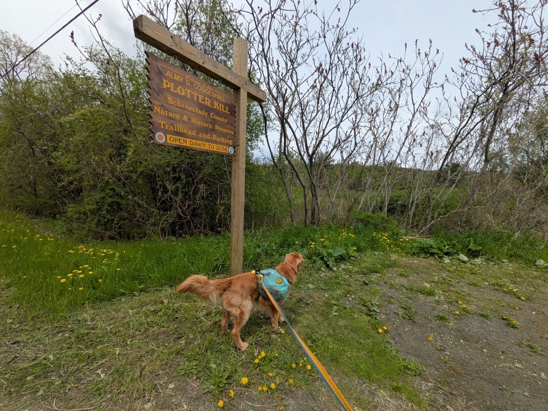 Sunny at the plotter kill preserve trailhead