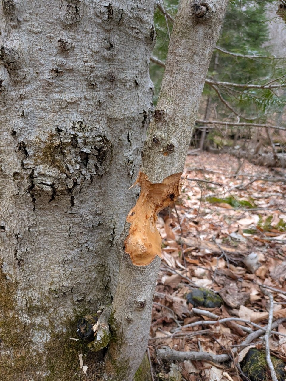 beaver activity