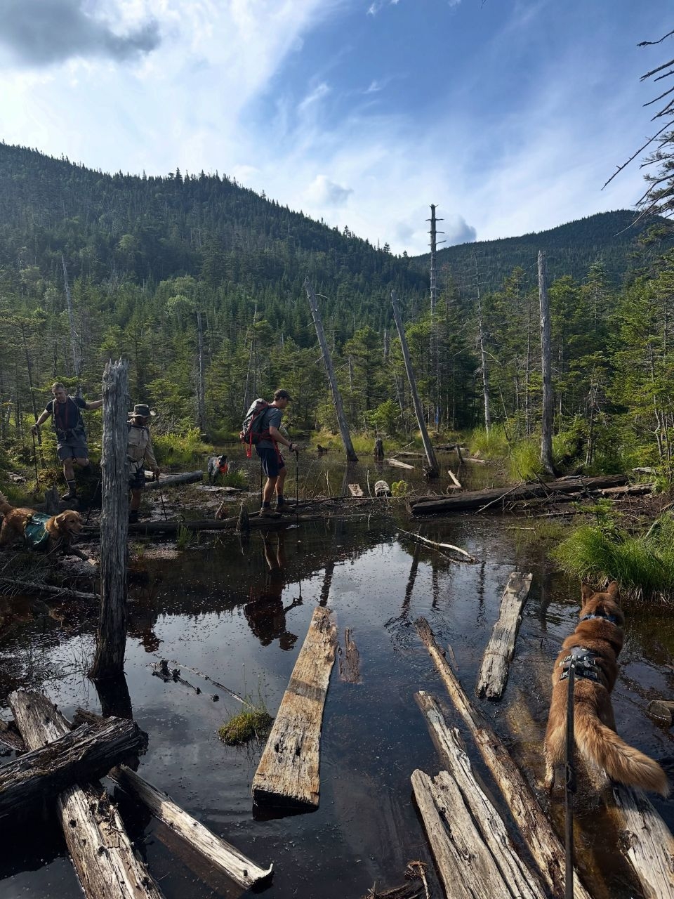 crossing the  logs