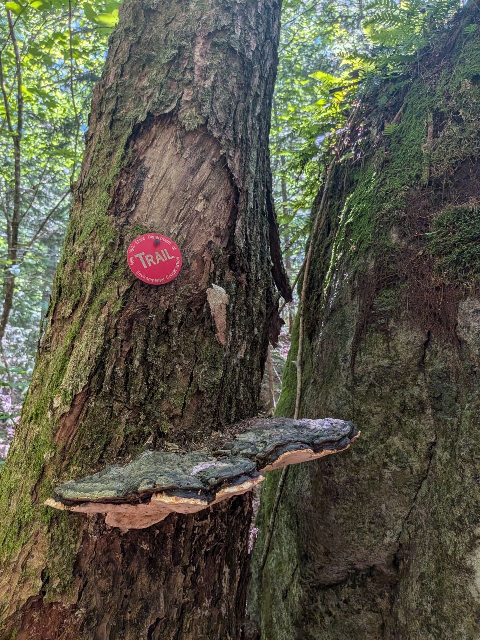 mushroom mushroom