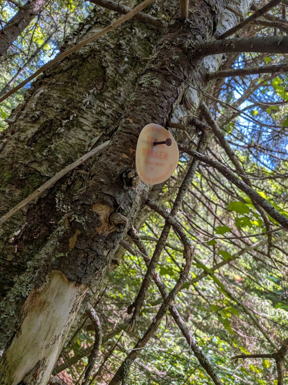 trail  markers