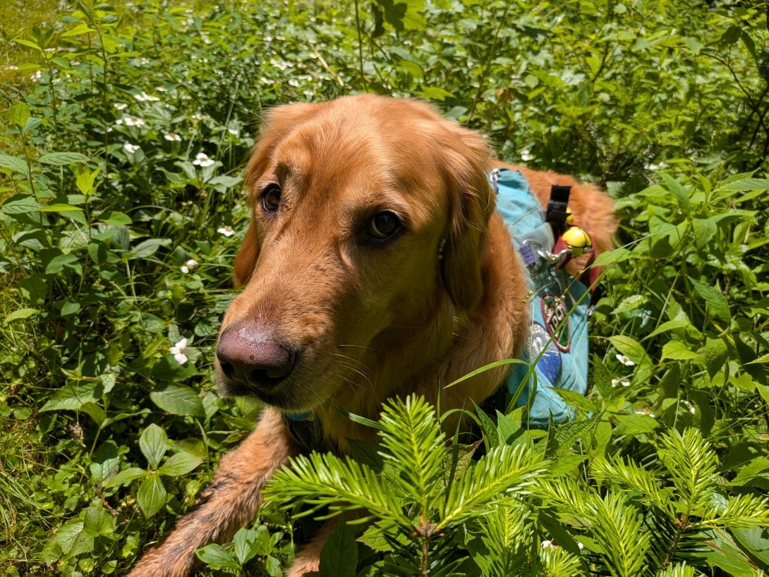 Meadow nap