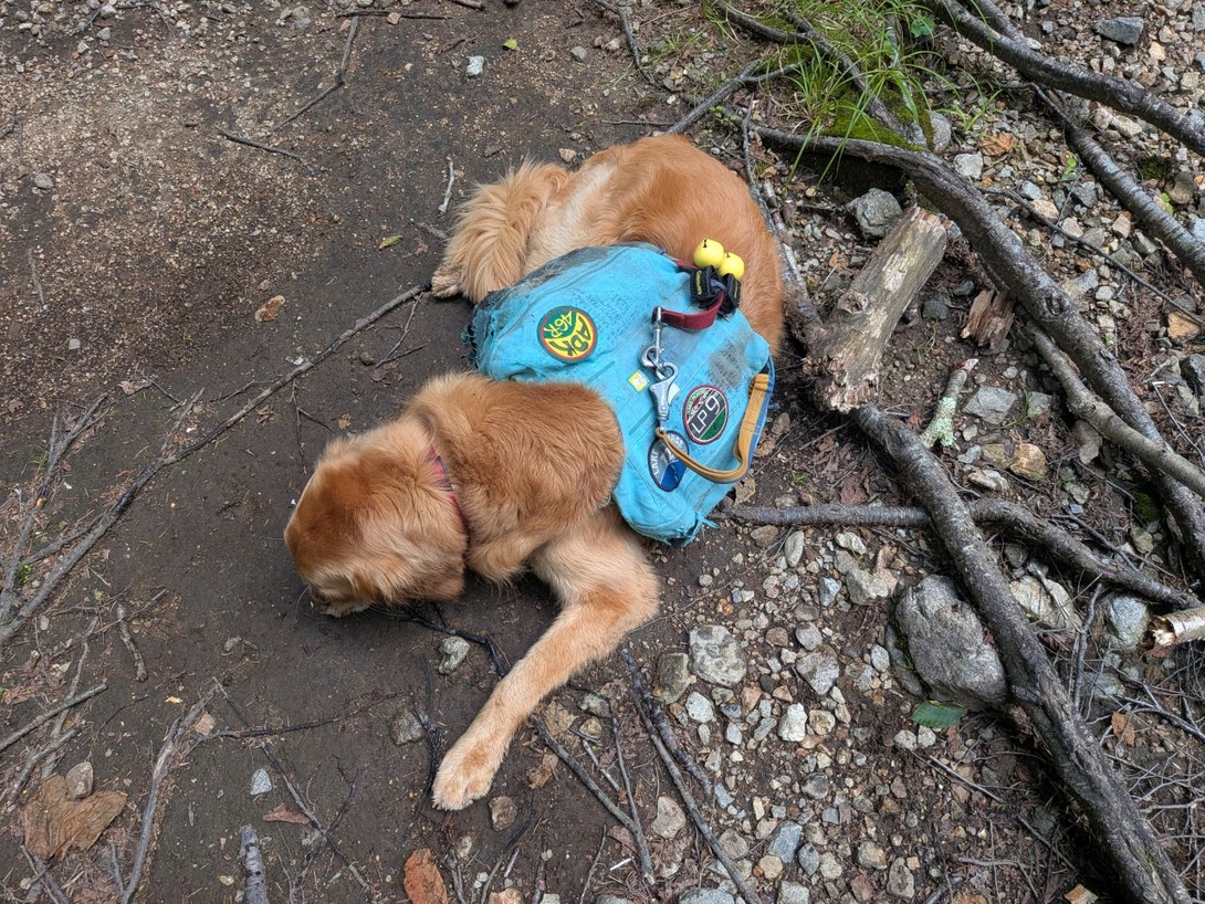 zzzz