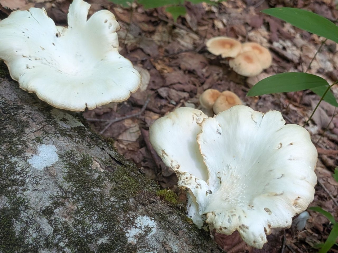 Mushroom!  Mushroom!