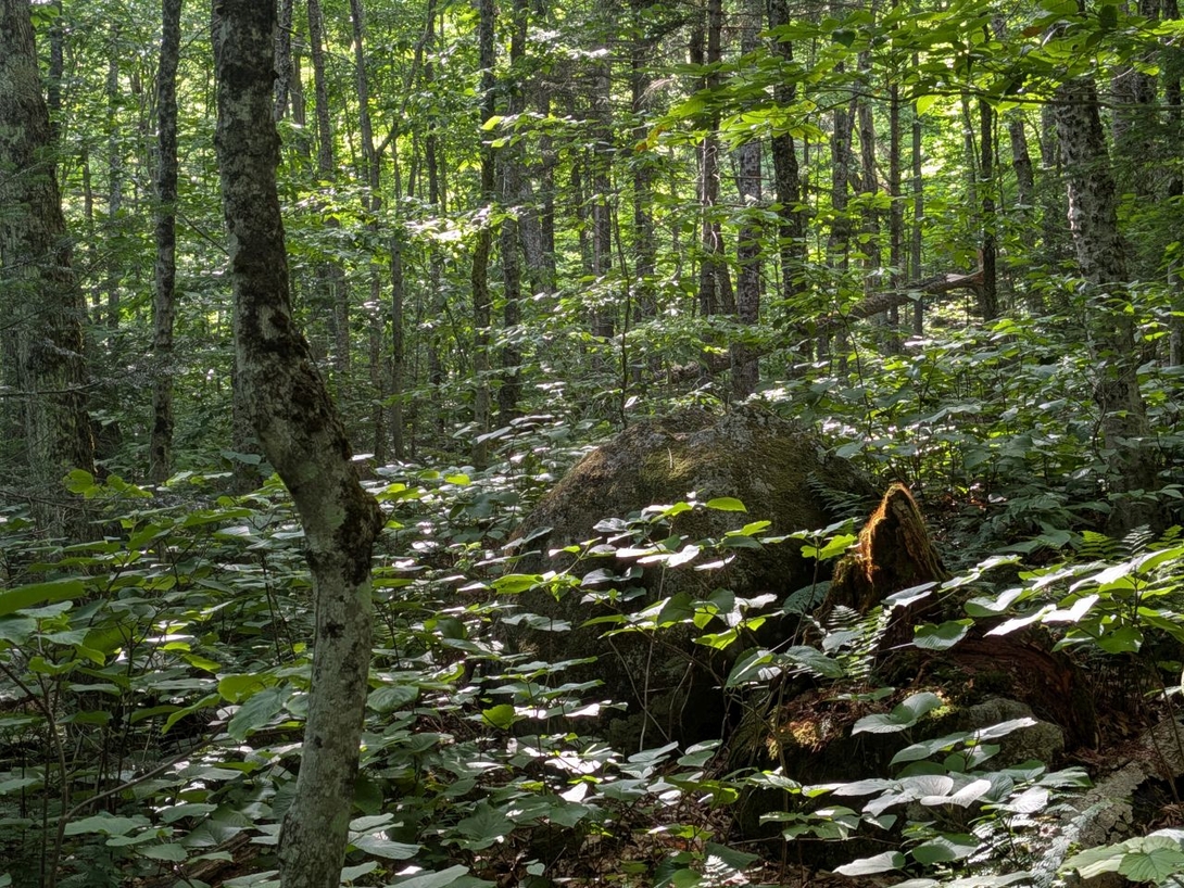beauty of the trail