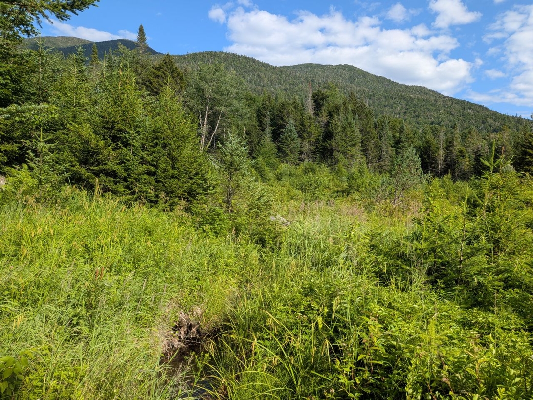 Meadow and Southern end of the Macintyre range