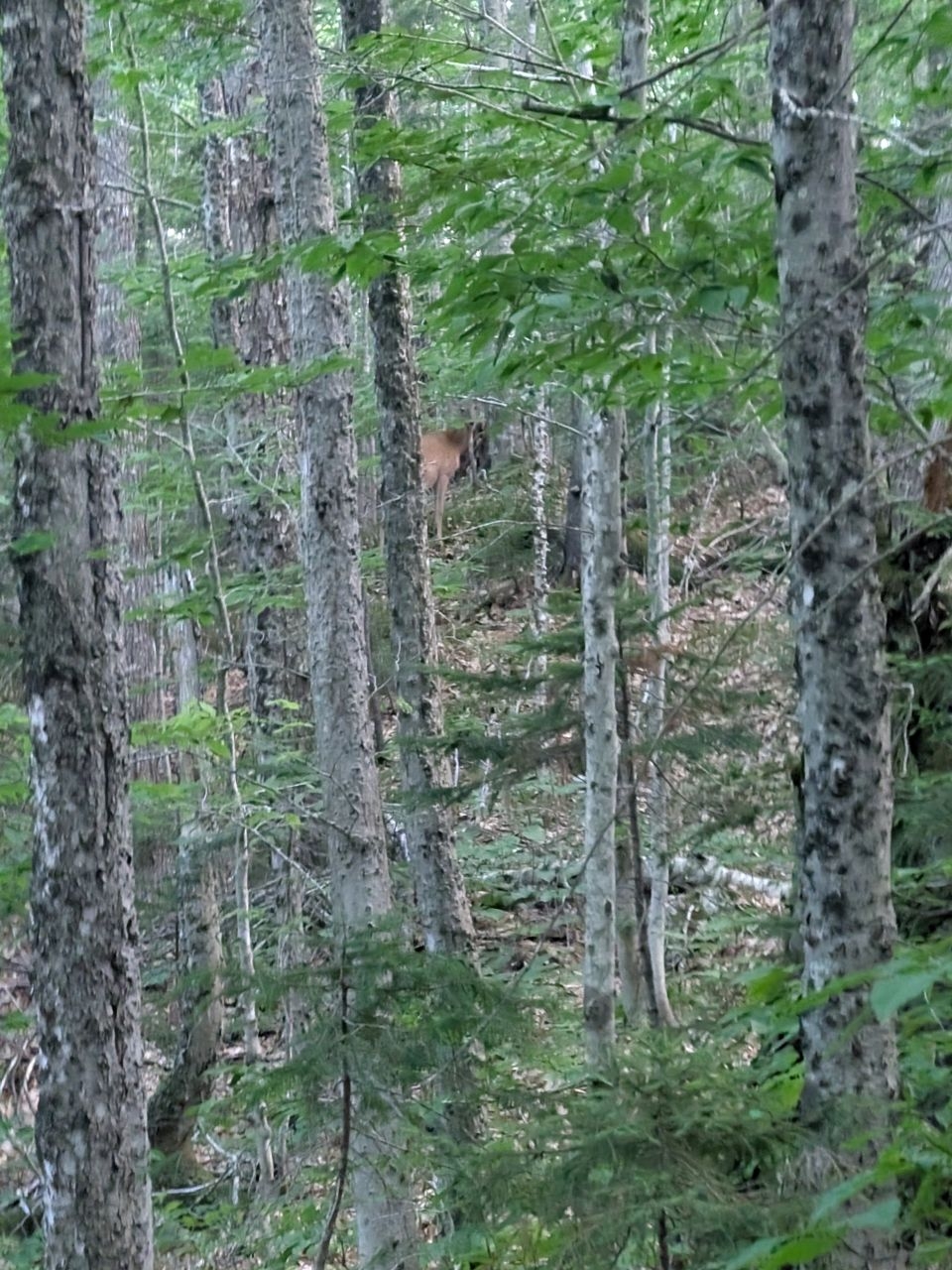 deer