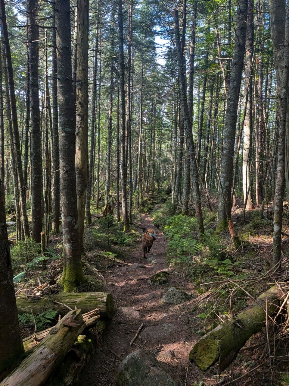 pine  forest