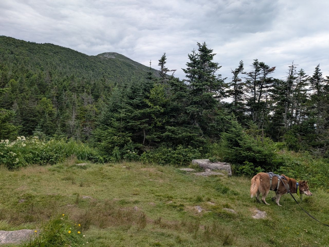 stella in a meadow