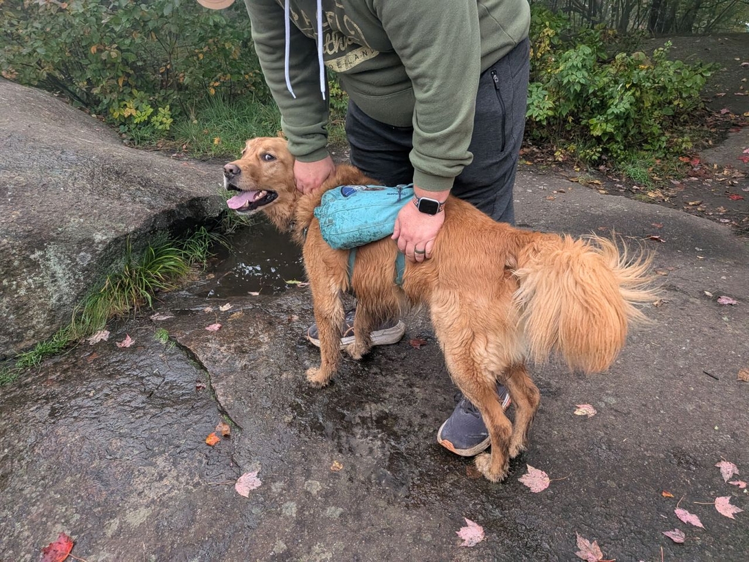 pets on the summit