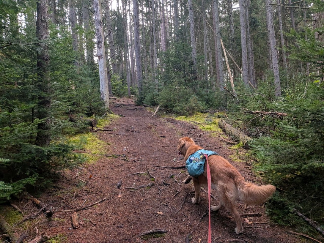 in the pines