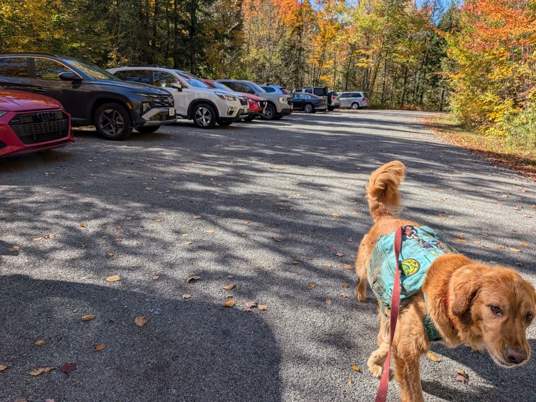 sunny in the parking lot