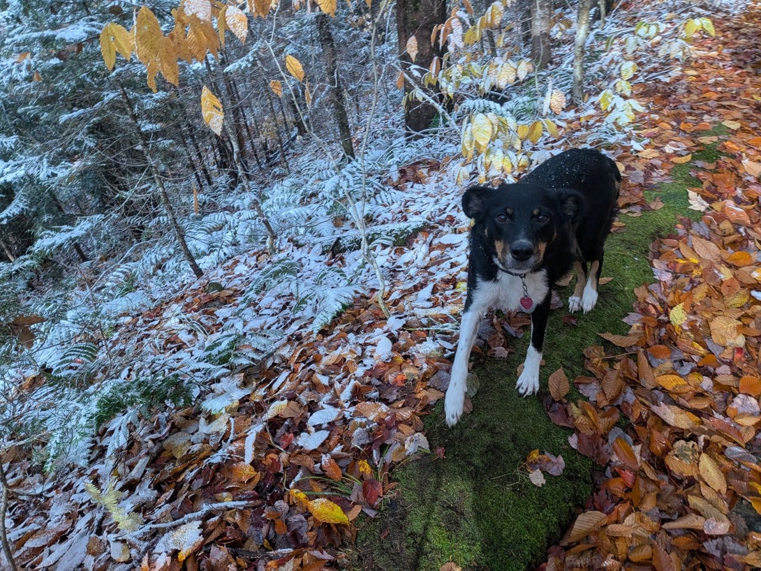 Trail dog Luna