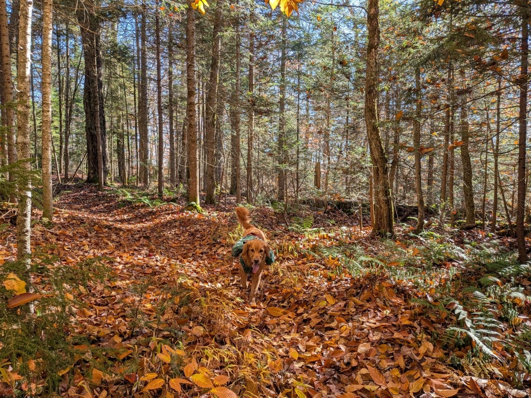 running  through leaves