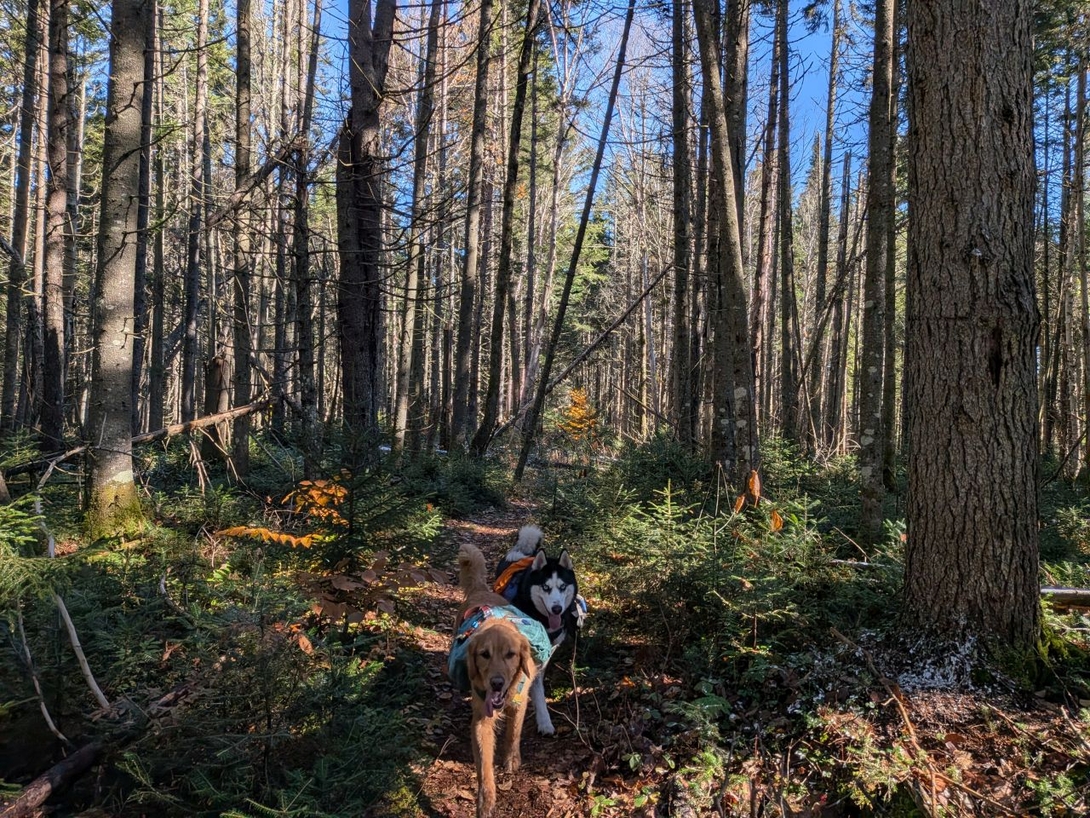 pine forest