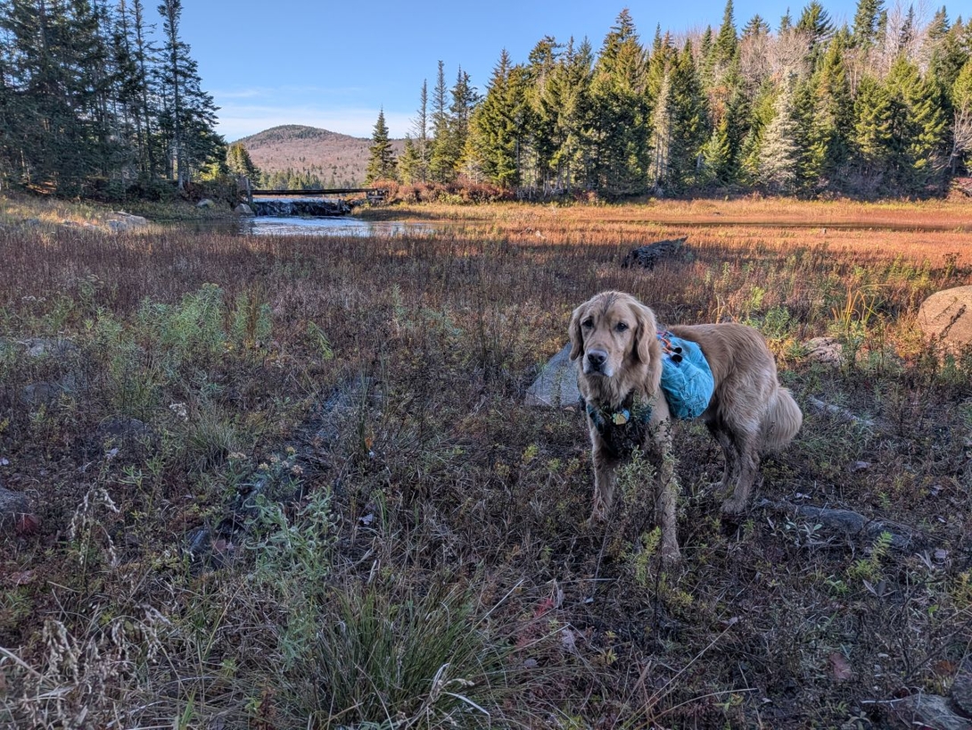 by the leanto on the lake