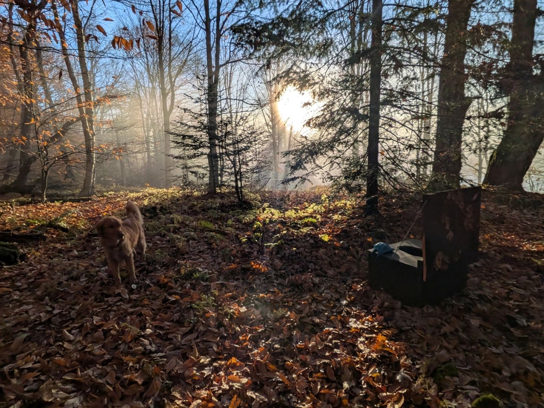 we poop at dawn