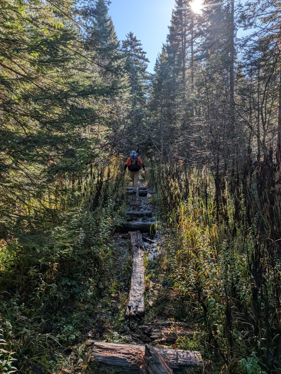 logs